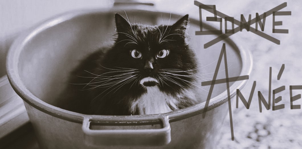 chat qui a l'air renfrogné