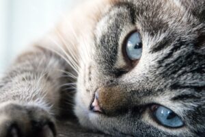 chat tigré aux yeux bleus